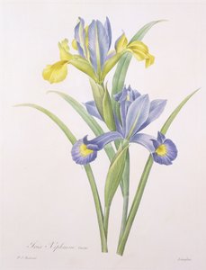 Iris xiphium, fajta, Langlois metszet, a "Legszebb virágok válogatásából", 1827